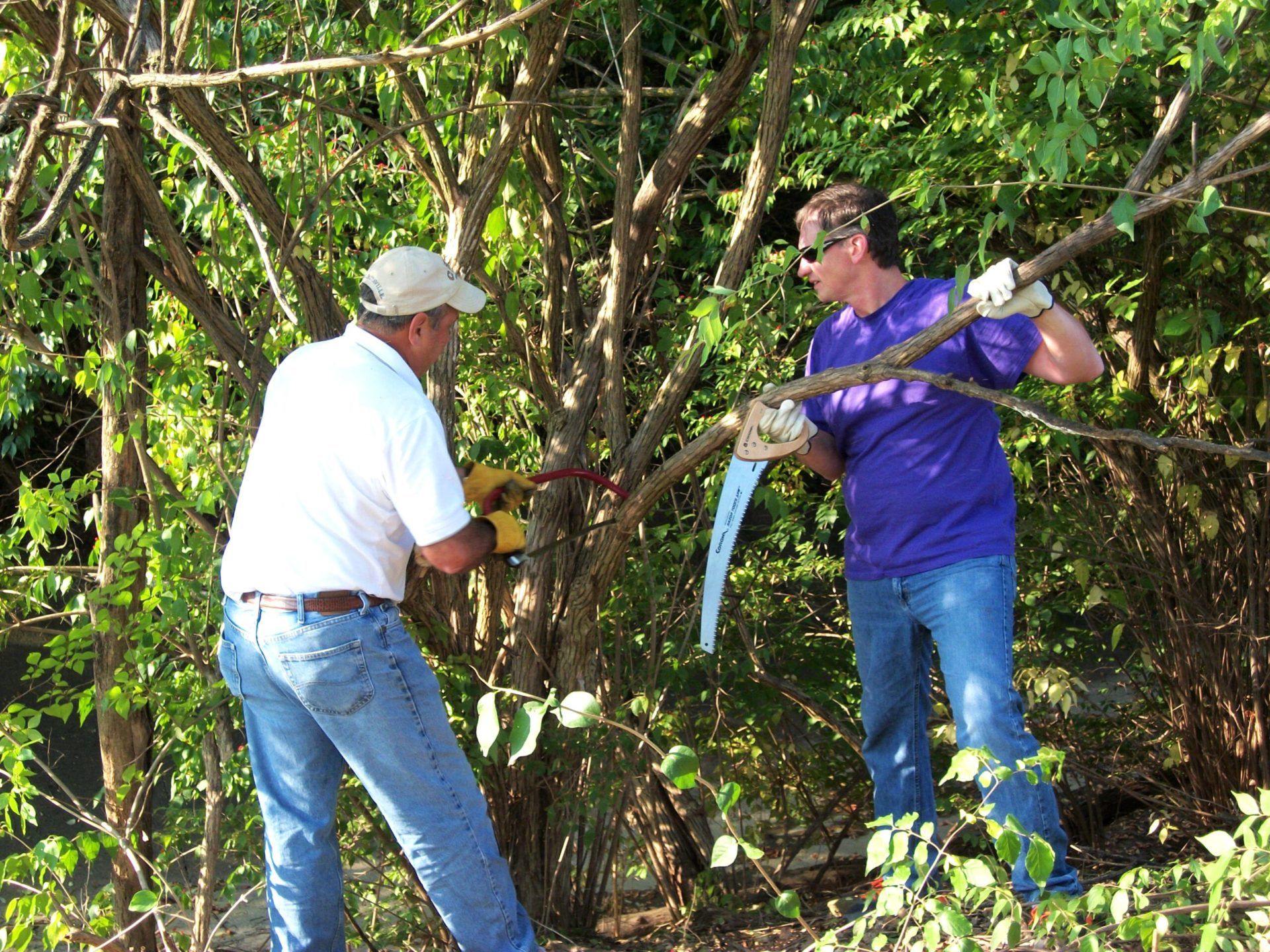 Summit Park Restoration Project