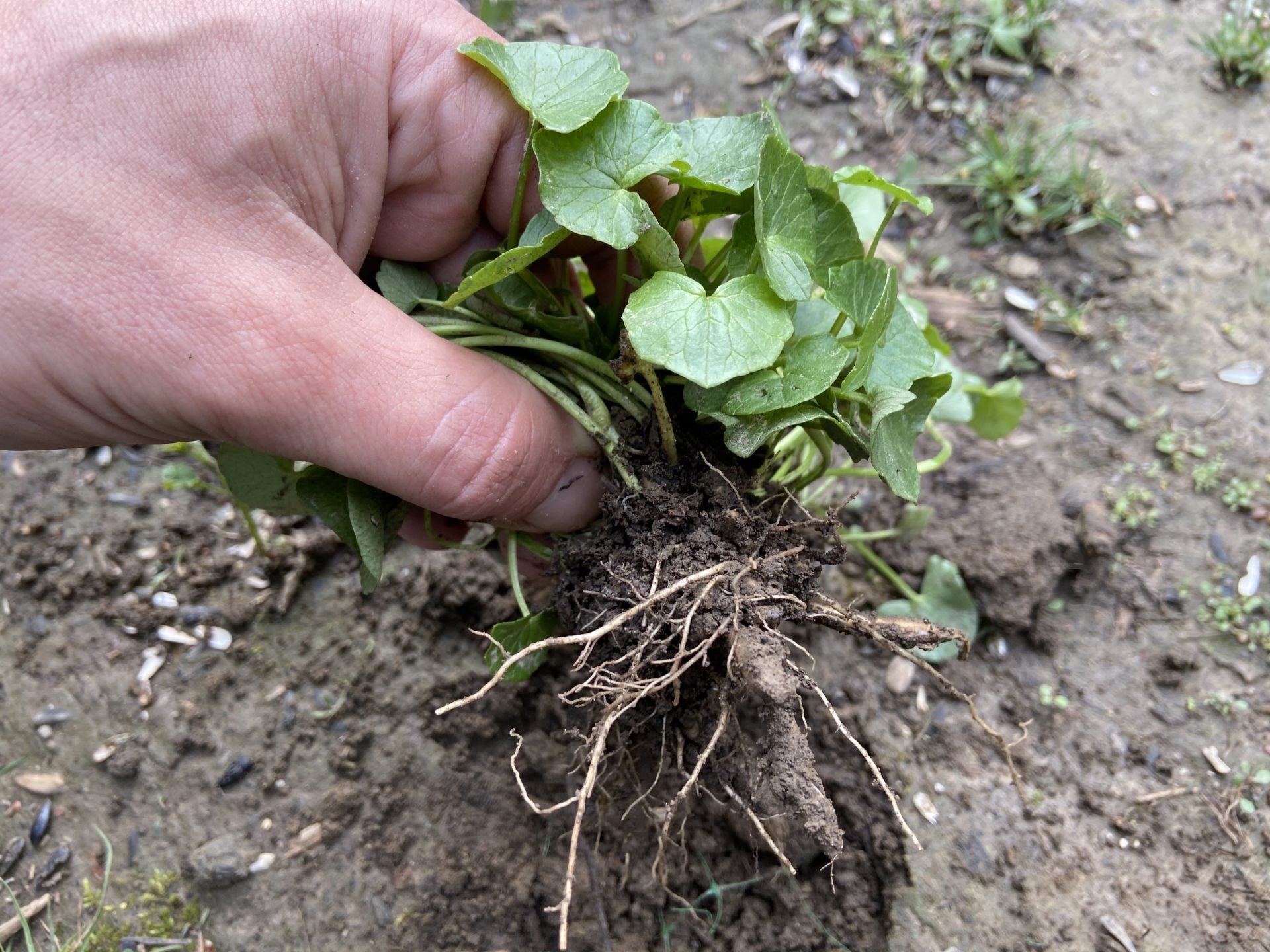 How to Control Invasive Species on Your Property