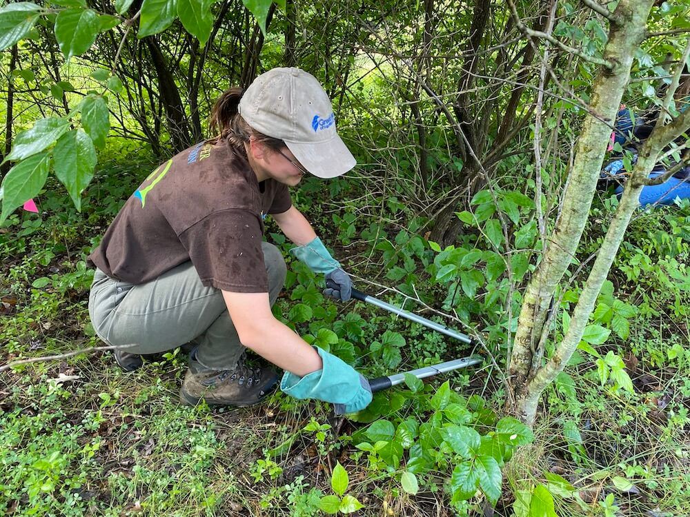 Kingswood Park Invasive Species Removal